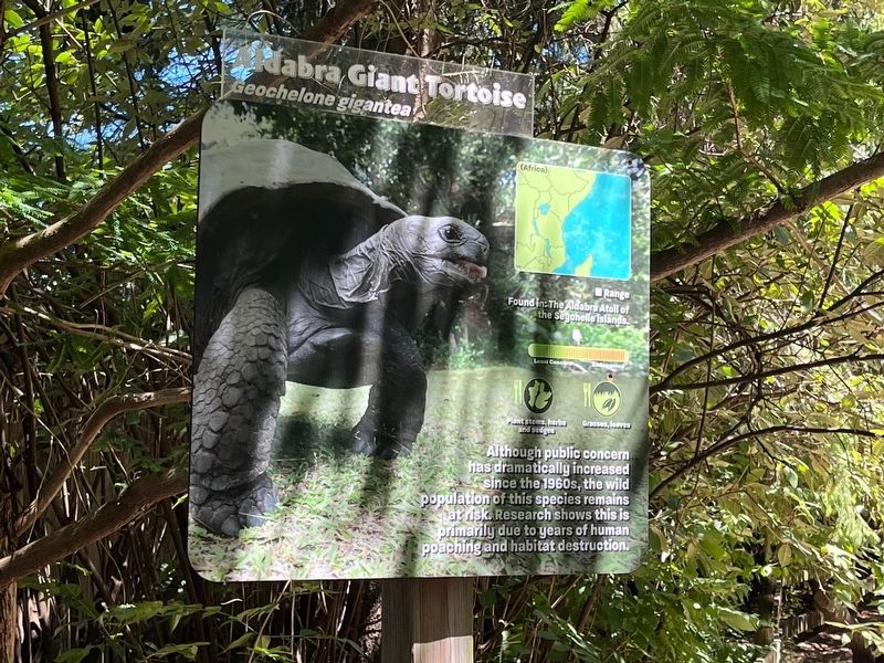 Aldabra Giant Tortoise Marker. Click for full size. Aldabra Giant Tortoise Marker image. Click for full size.