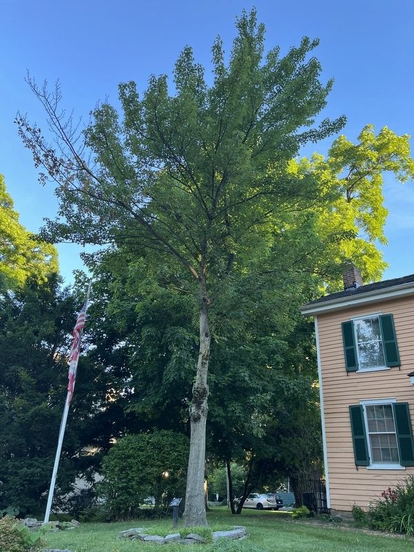 Old Westerville Society Memorial Tree image. Click for full size.