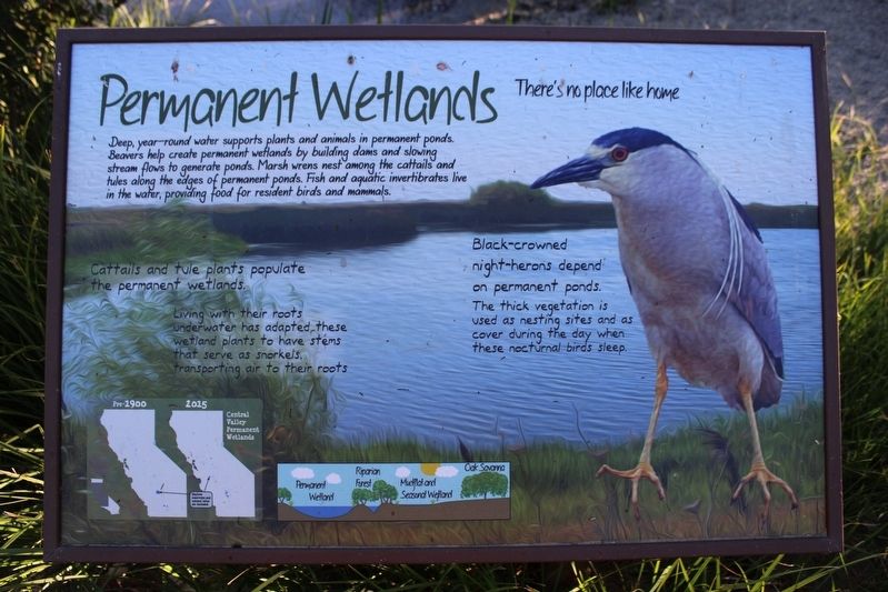 Permanent Wetlands <small>Theres no place like home</small> image. Click for full size.