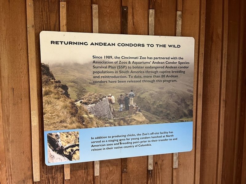 Returning Andean Condors to the Wild Marker. Click for full size. Returning Andean Condors to the Wild Marker image. Click for full size.