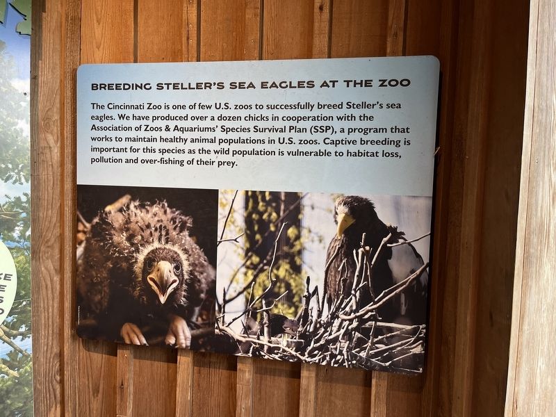 Breeding Steller's Sea Eagles at the Zoo Marker image. Click for full size.