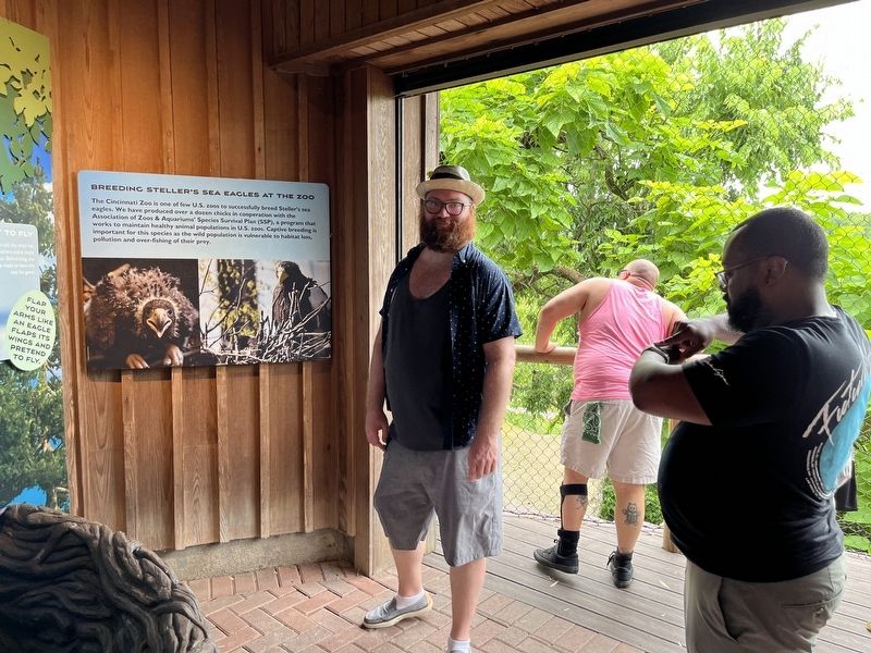 Breeding Steller's Sea Eagles at the Zoo Marker image. Click for full size.