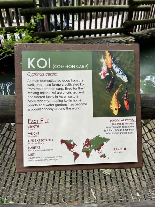 Koi Marker. Click for full size. Koi Marker image. Click for full size.