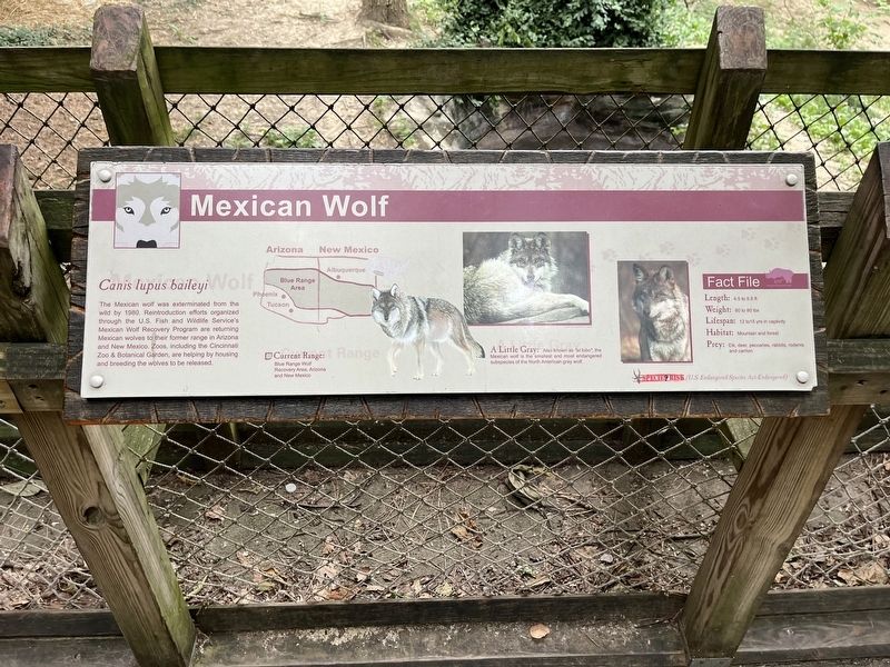 Mexican Wolf Marker. Click for full size. Mexican Wolf Marker image. Click for full size.