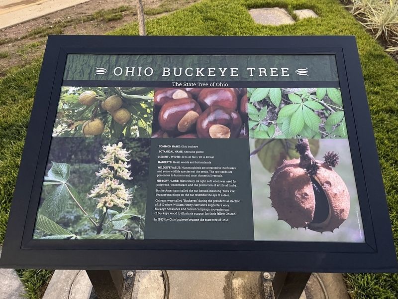 Ohio Buckeye Tree Marker image. Click for full size.