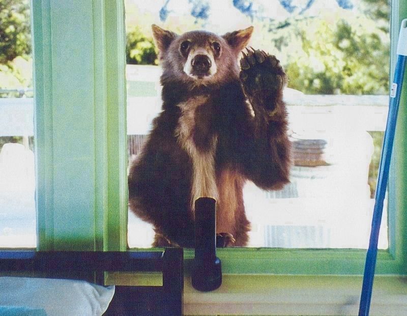 Curious Visitor image. Click for full size.