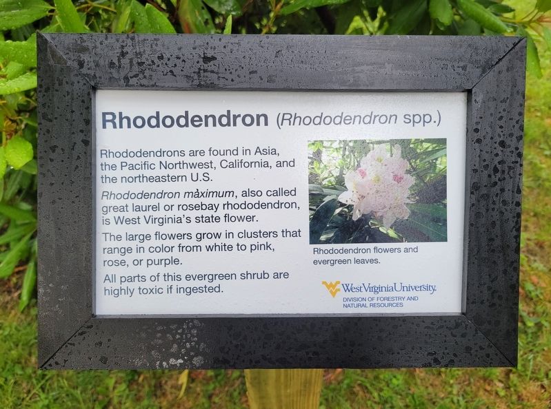 Rhododendron Marker image. Click for full size.