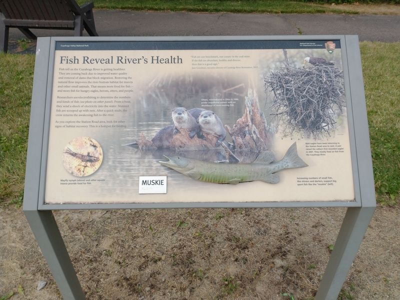 Fish Reveal River's Health image. Click for full size.