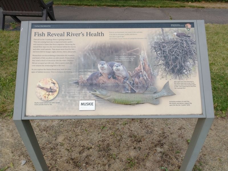 Fish Reveal River's Health. Click for full size. Fish Reveal River's Health image. Click for full size.
