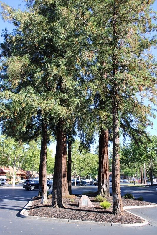 Historical Point of Interest Marker & Trees image. Click for full size.