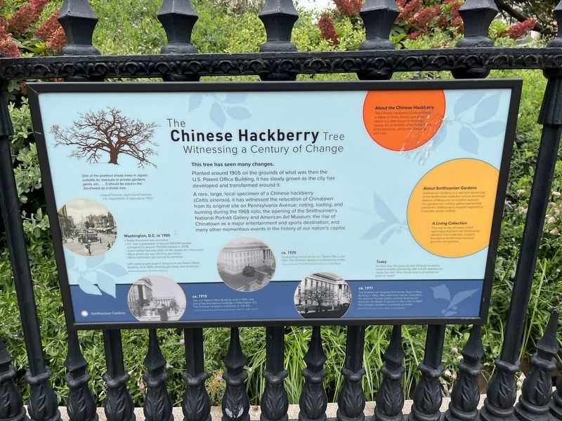 The Chinese Hackberry Tree Marker image. Click for full size.