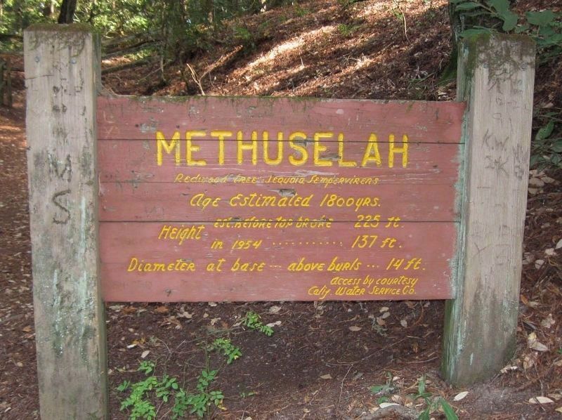 Old Wood Methuselah Marker • Notice the change in spelling and age image. Click for full size.