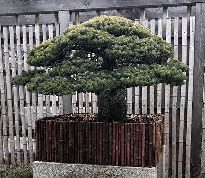 The Yamaki Pine image. Click for full size.