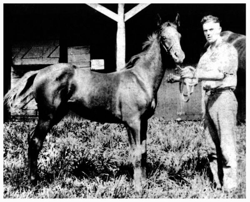 Man o' War at Nursery Stud. Click for full size. Man o' War at Nursery Stud image. Click for full size.