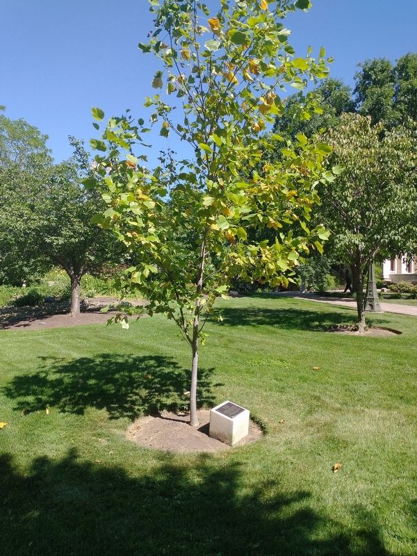 Liberty Tree. Click for full size. Liberty Tree image. Click for full size.