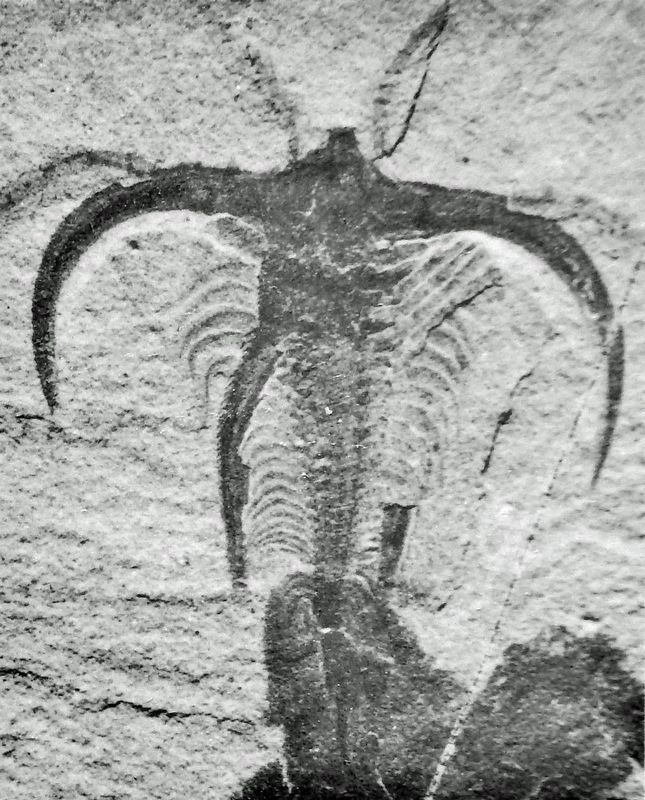 Marker detail: Fossil of <i>Marrella splendens</i><br>Fossile du <i>Marrella splendens</i> image. Click for full size.