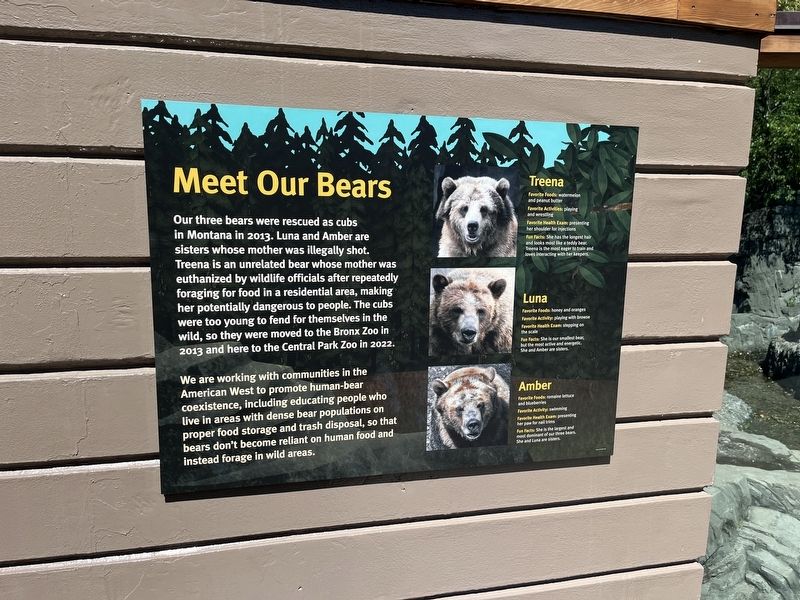 Meet Our Bears Marker. Click for full size. Meet Our Bears Marker image. Click for full size.