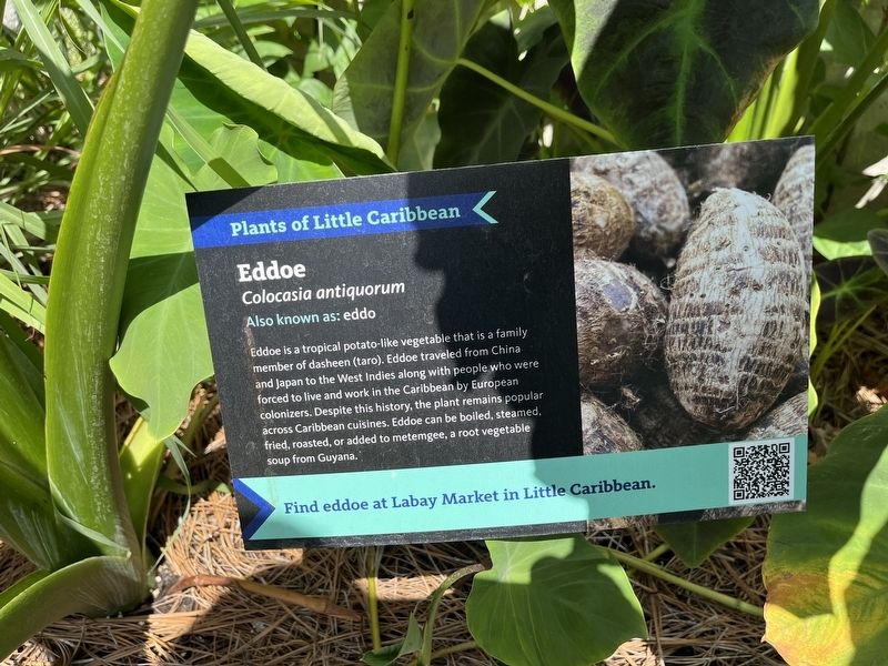 gorilla glue cannabis plant Gorilla Glue #4 Autoflower Seeds  Premium Cultivars