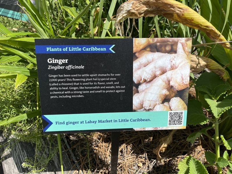 Ginger Marker image. Click for full size.