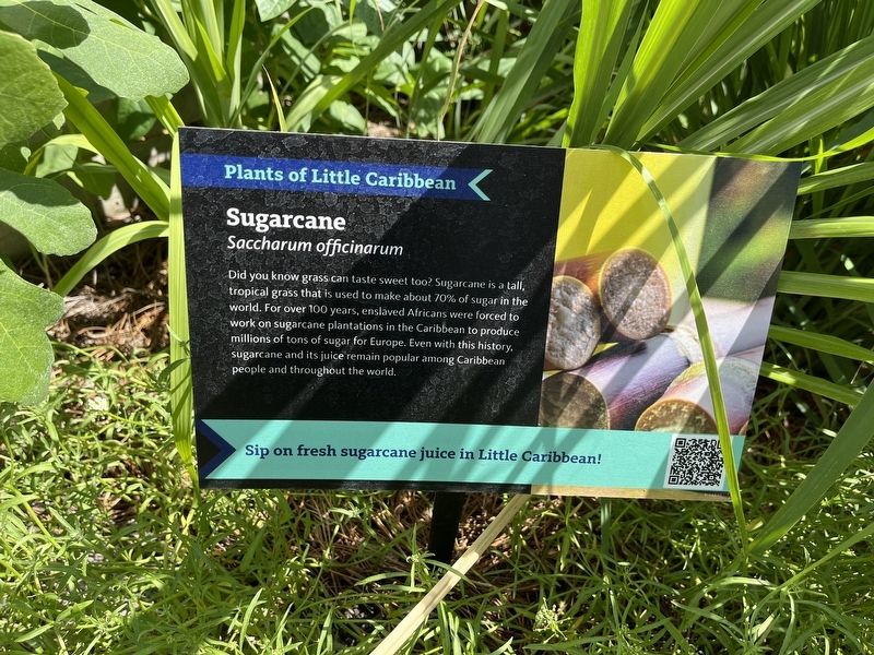 Sugarcane Marker image. Click for full size.