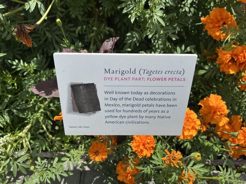 Marigold (<i>Tagetes erecta</i>) Marker image. Click for full size.