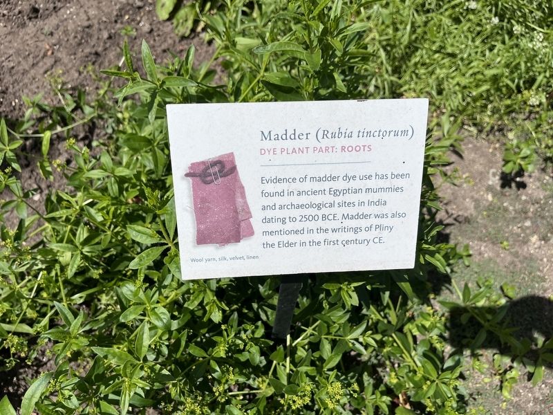 Madder (<i>Rubia tinctorum</i>) Marker image. Click for full size.
