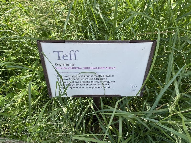 Teff Marker image. Click for full size.