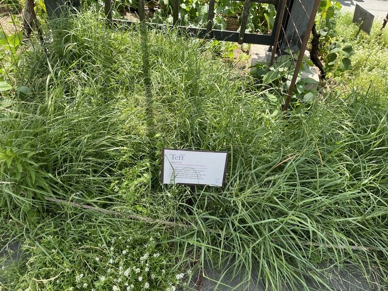 Teff Marker image. Click for full size.