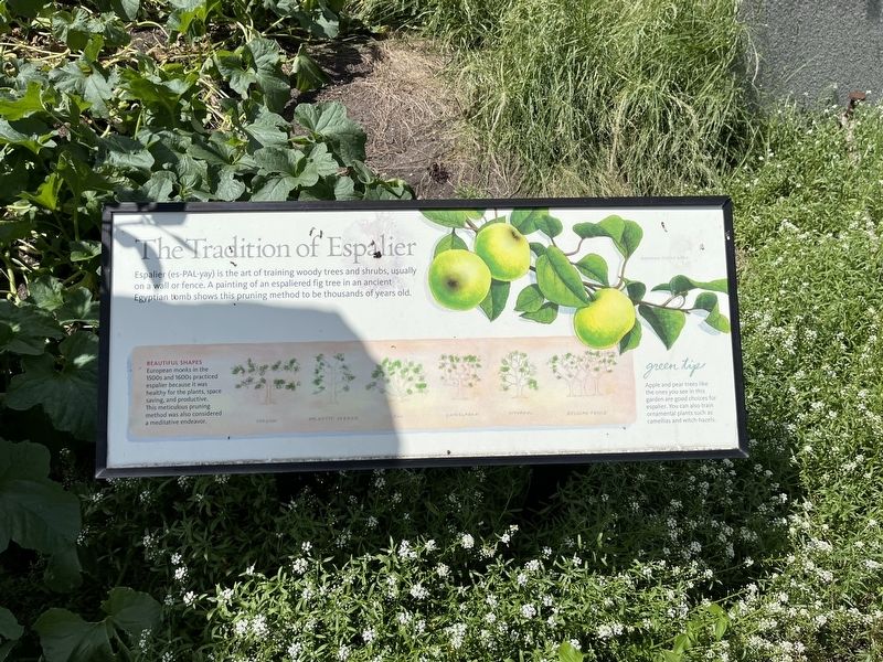 The Tradition of Espalier Marker image. Click for full size.