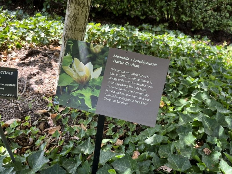 <i>Magnolia  brooklynensis</i> Marker image. Click for full size.