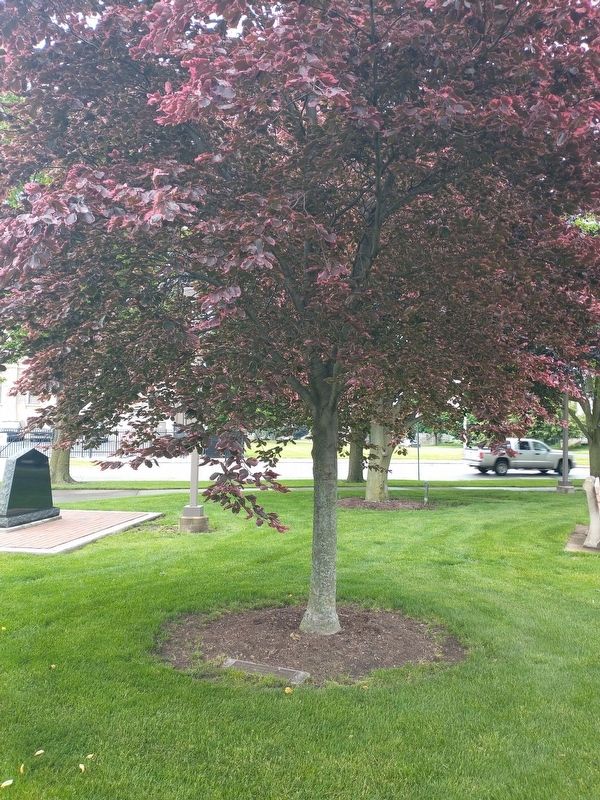 Desert Storm Memorial Tree A War Memorial Desert storm memorial tree a war memorial