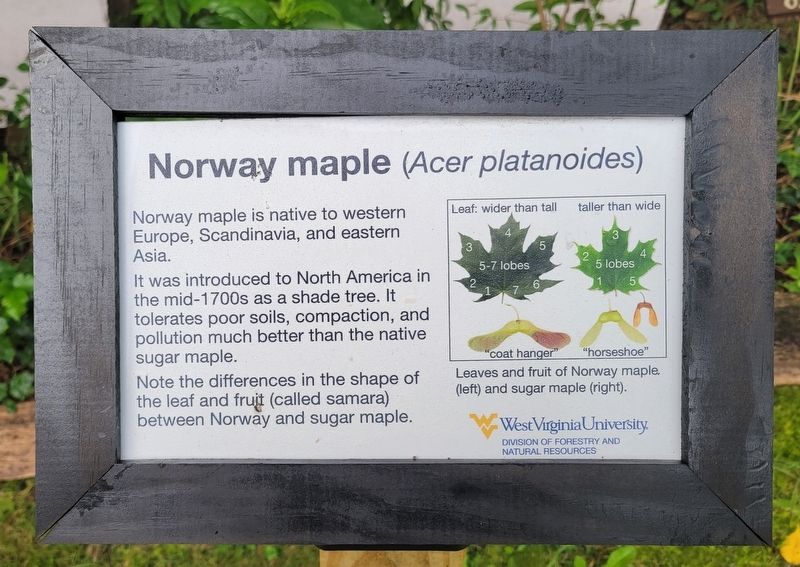 Norway maple Marker image. Click for full size.