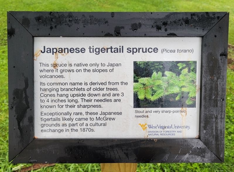 Japanese tigertail spruce Marker image. Click for full size.