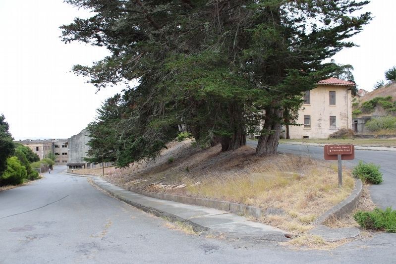 Cypress trees planted along Perimeter Road (right) image. Click for full size.