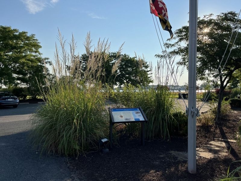 War Along the Chesapeake Marker image. Click for full size.