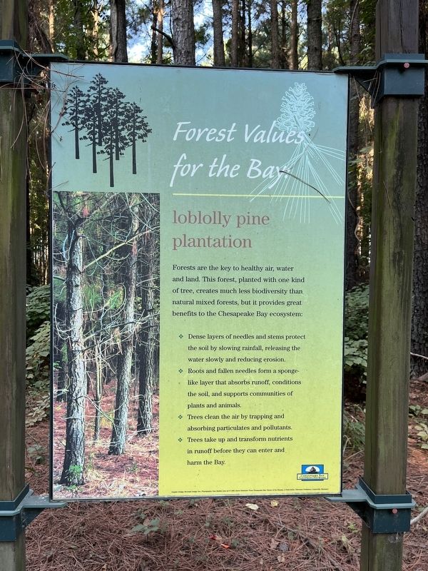 Forest Values for the Bay: loblolly pine plantation Marker image. Click for full size.