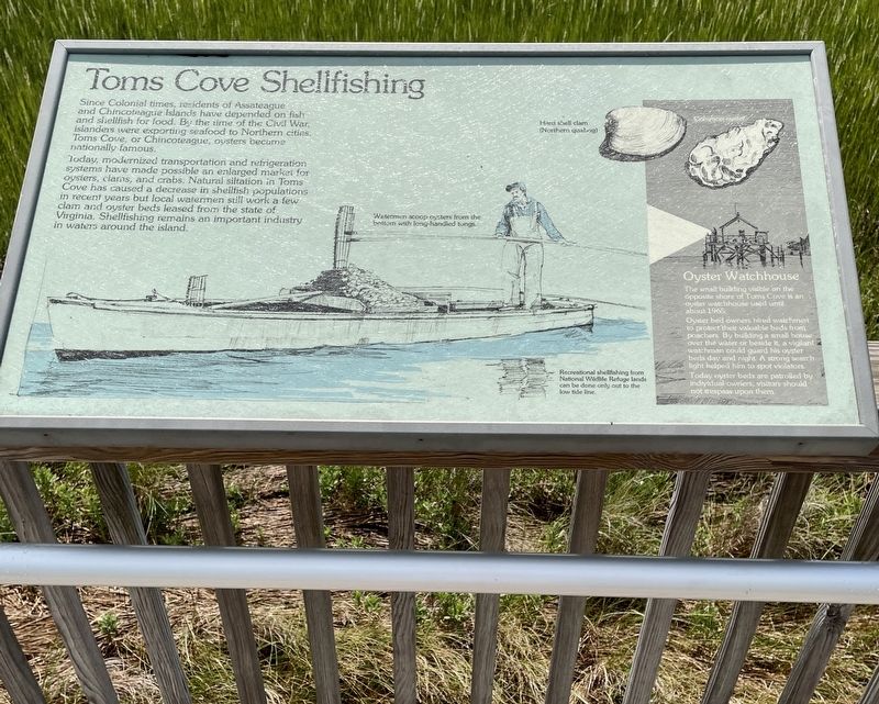 Toms Cove Shellfishing Marker image. Click for full size.