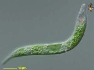 <i>Euglena mutabilis</i> image. Click for full size.
