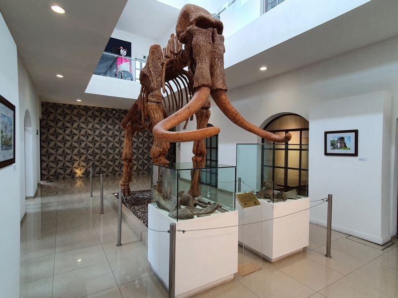 A replica of a mammoth skeleton at the Museum of Valle de la Luna image. Click for full size.