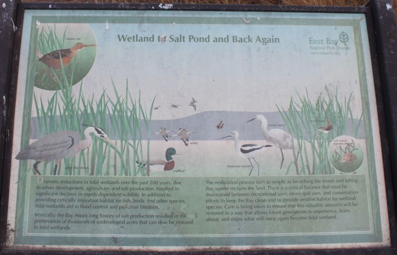 Wetland to Salt Pond and Back Again Marker image. Click for full size.