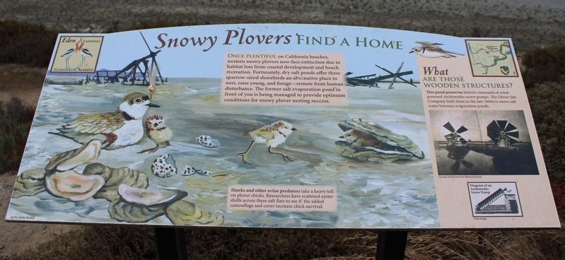 Snowy Plovers Find a Home Marker image. Click for full size.