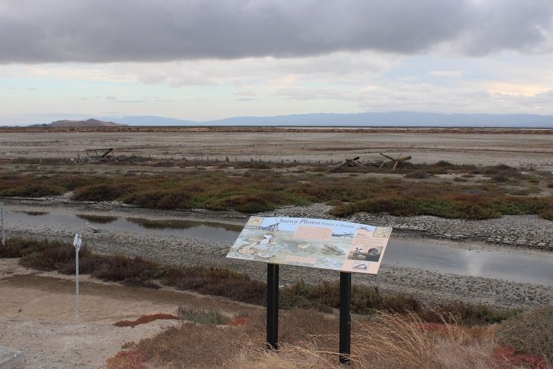 Snowy Plovers Find a Home Marker image. Click for full size.