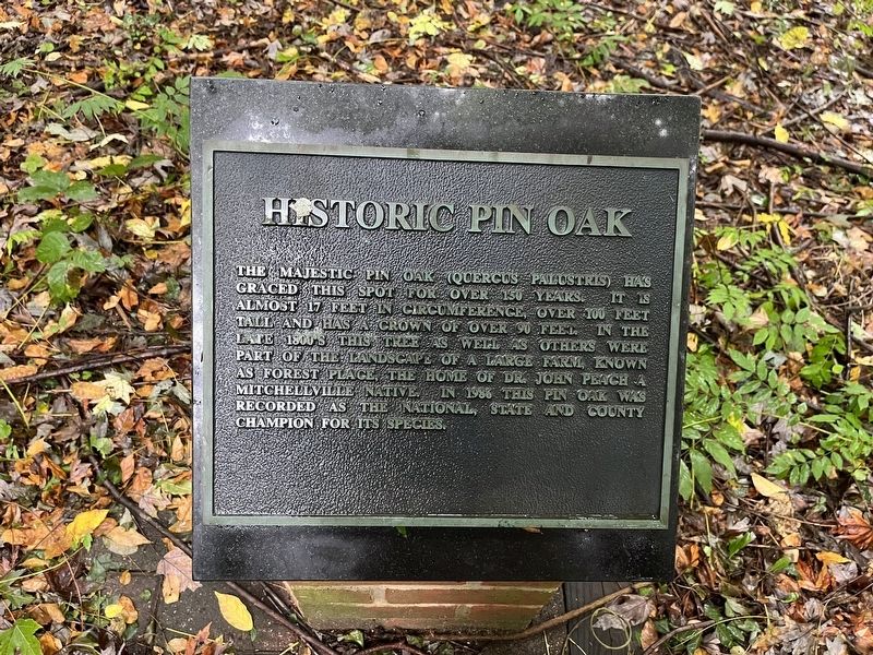 Historic Pin Oak Marker image. Click for full size.