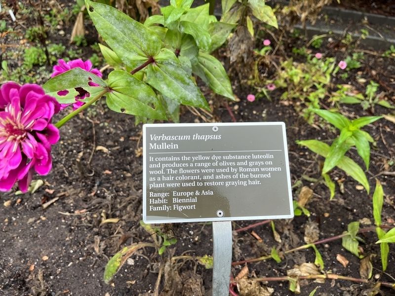 <i>Verbascum thapsus</i> Marker. Click for full size. <i>Verbascum thapsus</i> Marker image. Click for full size.