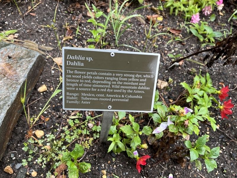 <i>Dahlia</i> sp. Marker. Click for full size. <i>Dahlia</i> sp. Marker image. Click for full size.