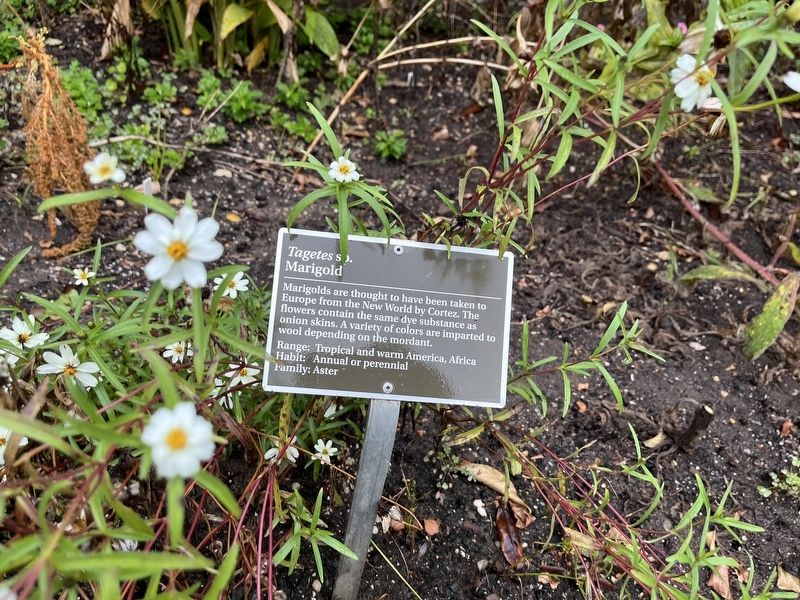 <i>Tagetes</i> sp. Marker image. Click for full size.
