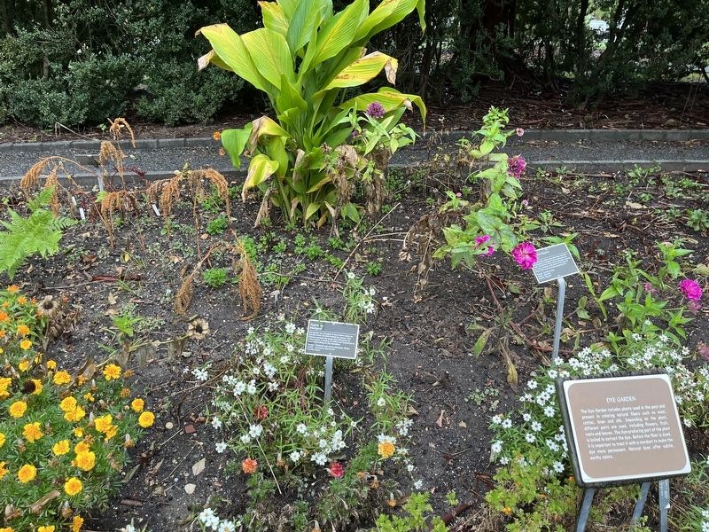 <i>Tagetes</i> sp. Marker image. Click for full size.
