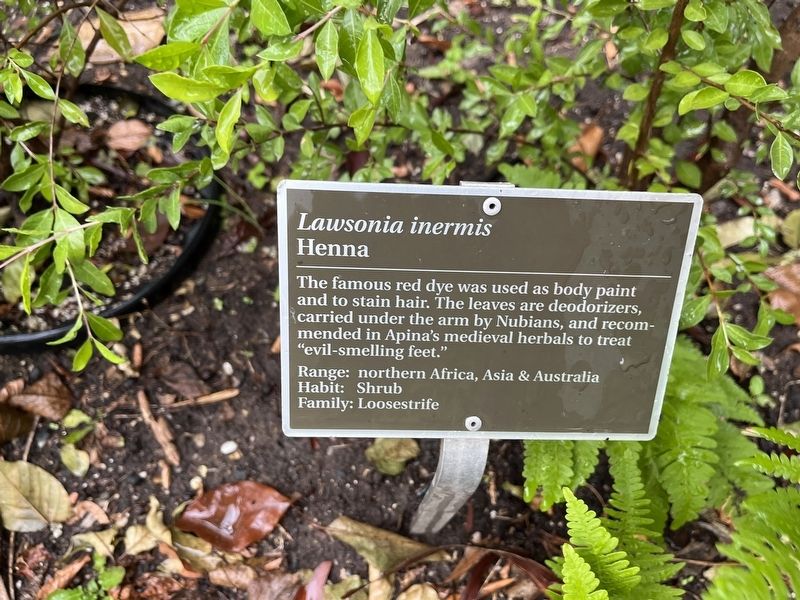 <i>Lawsonia inermis</i> Marker. Click for full size. <i>Lawsonia inermis</i> Marker image. Click for full size.