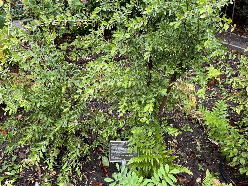 <i>Lawsonia inermis</i> Marker. Click for full size. <i>Lawsonia inermis</i> Marker image. Click for full size.
