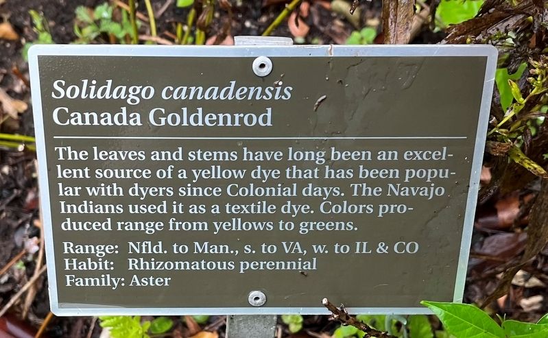 <i>Solidago canadensis</i> Marker. Click for full size. <i>Solidago canadensis</i> Marker image. Click for full size.